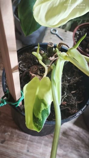 Philodendron Burle Marx Varigated Established Plant Rare
