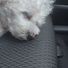 skyebichon2013