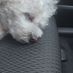 skyebichon2013
