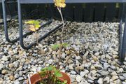 Thornless Blackberry Plants
