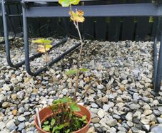 Thornless Blackberry Plants