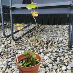 Thornless Blackberry Plants