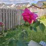 Rose plant Image 3