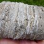 Big Coral fossil w/ complete silicification, mineral replacement, calcium carbonate to silica. Image 4