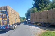hay.