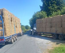 hay.