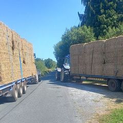 hay.