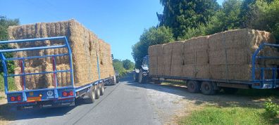 hay.