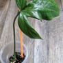 Philodendron Composportoanum leaf cutting Image 5