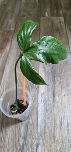 Philodendron Composportoanum leaf cutting