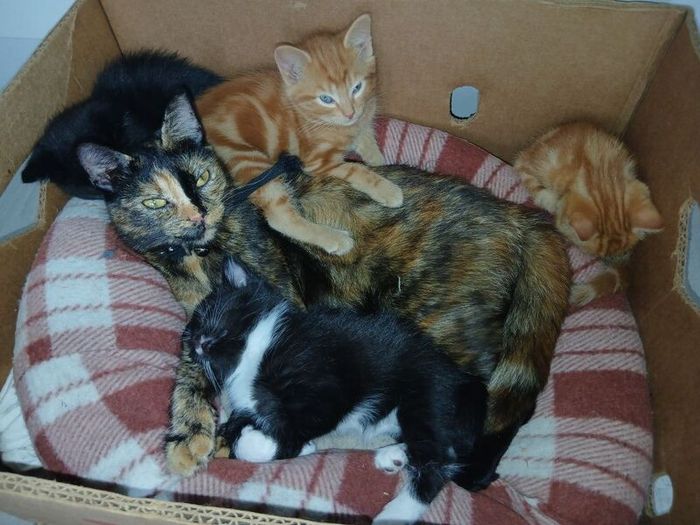 free to good home Kitten