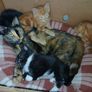 free to good home Kitten Image 2