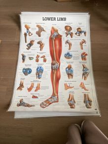 medical posters