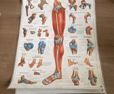medical posters
