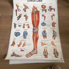 medical posters