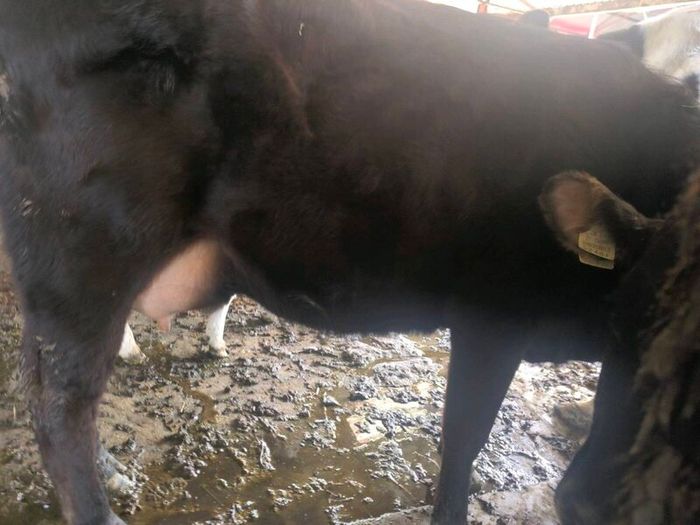 1st lactation cows
