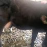 1st lactation cows Image 5