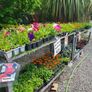 Summer Bedding Flowers Image 3