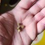 Cichlids fish food pellets Image 4