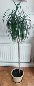 Dracaena Marginata / Dragon Tree/ Tall plant