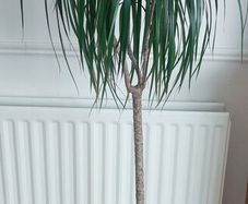 Dracaena Marginata / Dragon Tree/ Tall plant