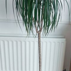 Dracaena Marginata / Dragon Tree/ Tall plant