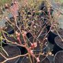 Blueberry bushes 5l pot Image 9