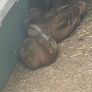 Indian runner ducks Image 3