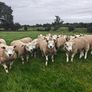 Texel ram lambs Image 4