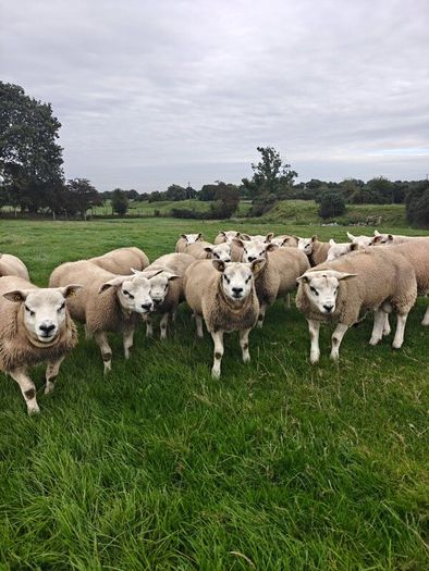Texel ram lambs