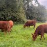InCalf 4 & 5 Star Stabiliser X Heifers Image 3