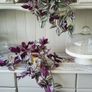 Trailing house plants.Mature and young. Image 9