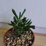 Houseplants Image 2