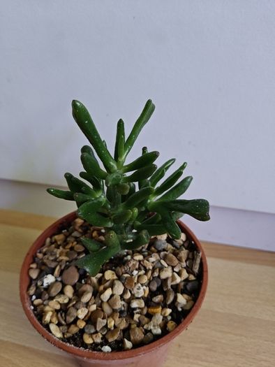 Houseplants