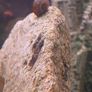 ramshorn snails Image 3