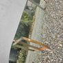Mirrors large barber or outdoor feature garden mirrors x2 Image 3