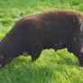 Dutch Spotted Hoggett Rams Image 2