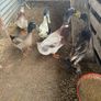 Ducks and American Brahamas chicks Image 4
