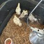 Chickens Image 3