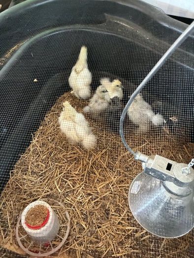Chickens
