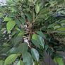 artificial tree 1.65m height Image 3