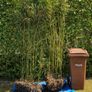 Temple Bamboo Image 3