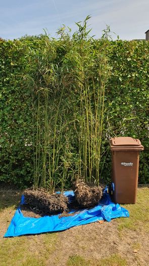 Temple Bamboo