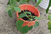houseplant