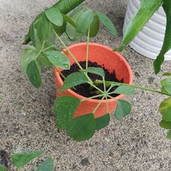houseplant