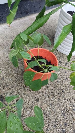 houseplant