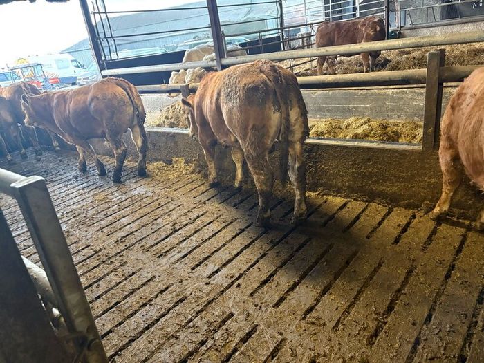 Pedigree Limousin 5 Bulls