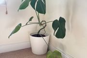 Monstera plant