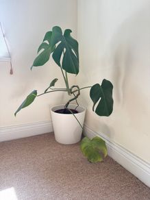 Monstera plant