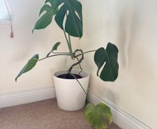 Monstera plant